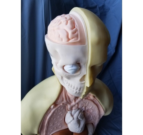 Modelo Anatomico Del Torso Con Organos Educativo Impreso 3d