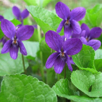 Muda De Violeta Perfumada - A viola Odorata | Parcelamento sem juros