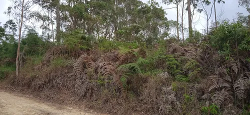 Terreno Sector Alto Fogón