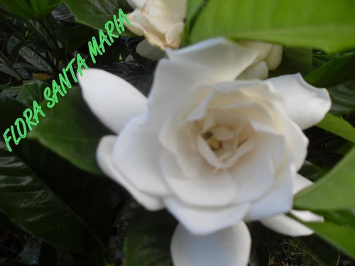 Jasmim Branco Perfumado / Kit 8 Mudas | Parcelamento sem juros