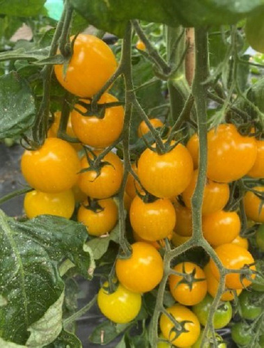 50 Semillas De Tomate Cherri Amarillo+ Instructivo