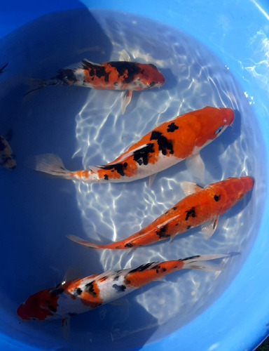 Carpas Koi