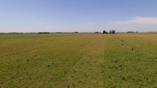 Imagen 6 de 8 de Importante Campo En Venta - Trenque Lauquen