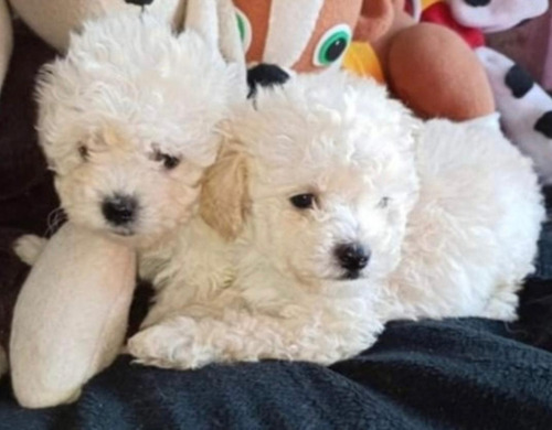 Macho Caniche - Encanto En Miniatura Crema