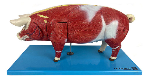 Anatomia Do Porco Educacional Para Estudo Em Faculdade