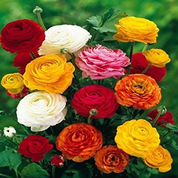 Imagen 3 de 3 de Bulbos De Marimonia (x12 Bulbos Mix) Bulbos De Holanda