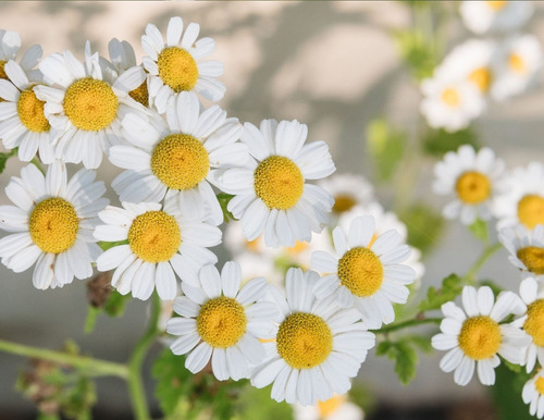 200 Semillas De Manzanilla Flores A Sembrar En Tu Jardín