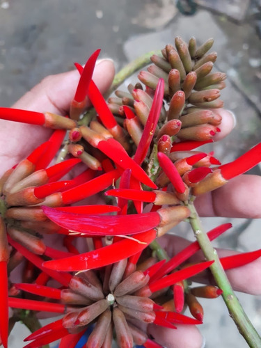 Esqueje O Planta De Colorín Pemuche Pichoco Gasparitos