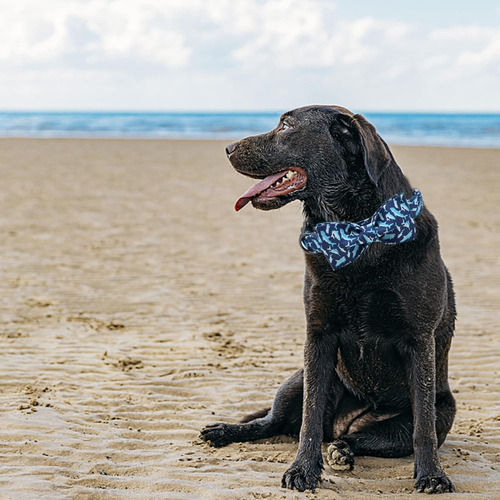 Collar De Perro Con Lazo, Collar Ajustable Con Estampado De