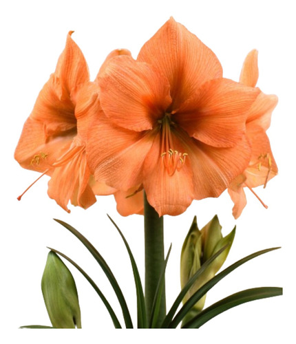 Bulbo Hippeastrum Amarilys Rilona + Kit + Envío + Curso