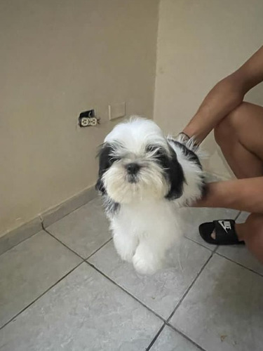 Cachorros Shihtzu 