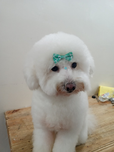 Imagen 1 de 9 de Peluqueria Canina Y Felina,baños , Corte D Raza,palermo Soho