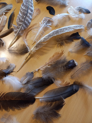 50 Plumas Naturales De Diversas Aves Gallo, Ganso, Pavo Ect Marrón