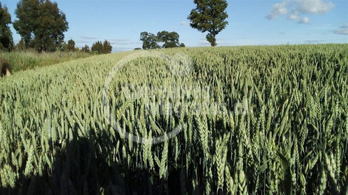Agrícola En Venta En Victoria