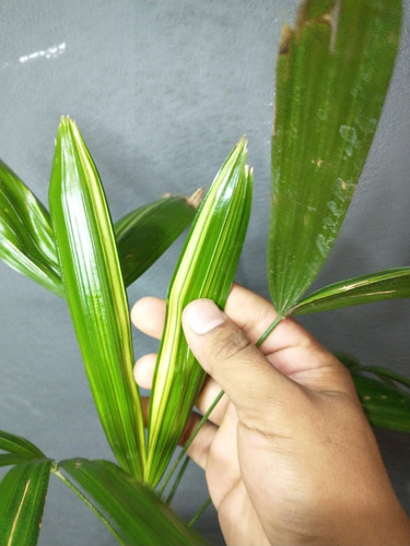 Rhapis Excelsa Variegada (planta De Colección)