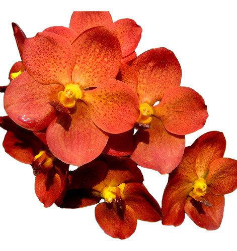 Orquídea Vanda Laranja - Muda