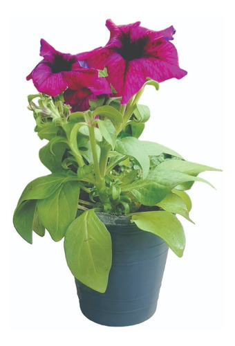 Imagen 1 de 6 de Petunia De Color Violeta, Varios Colores Rosa, Rayadas Etc.