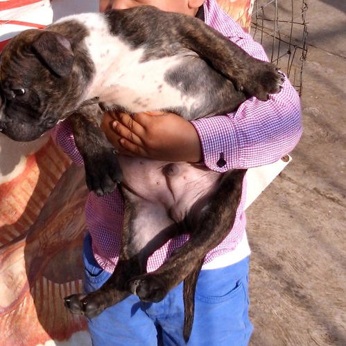 Cachorros American Bully