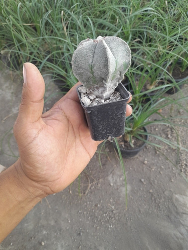 Cactus Astrophytum Myriostigma 