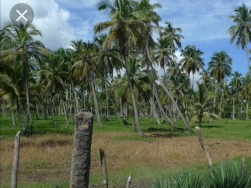 Finca De Coco 