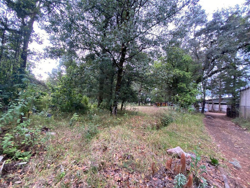 Terreno Boscoso A Un Lado De Los Go Karts