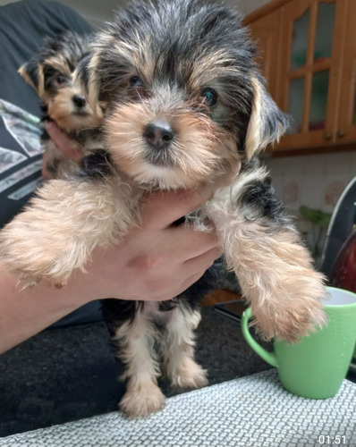 Yorkshire Mini Cachorros