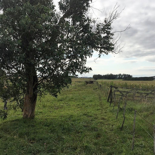 Imagen 7 de 14 de Campo 66 Hs Agricola-ganadero En Balcarce