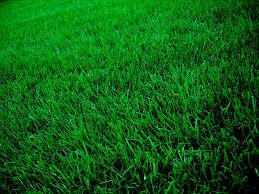Semillas Césped 5 Kg Siempre Verde 4 Estaciones Premium