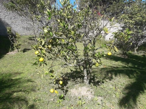 Imagem 9 de 15 de Venda Chacara -linda Chacara Com Pomar, Campo De Futebol- Mogi Das Cruzes - V-2842