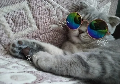 Lentes de gato mercadolibre hotsell