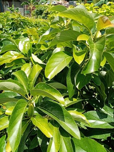 Plantas De Aguacate Injertado Cultivar Pollock, Choquette