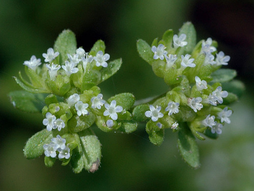 Canonigos Valeriana Locusta Alface Sementes Para Mudas