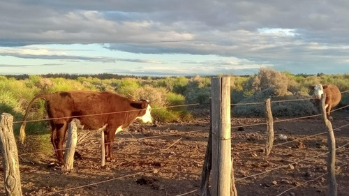 Finca Con Produccion Ideal Para Cria De Ganado.
