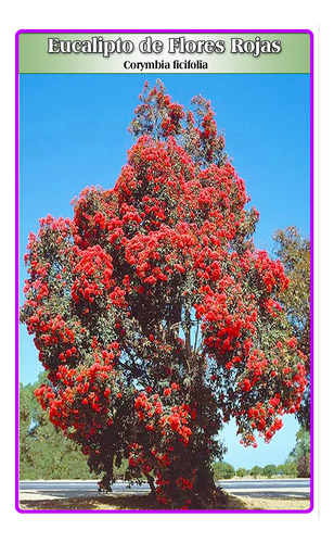 Semillas De Eucalipto De Flores Rojas (corymbia Ficifolia)