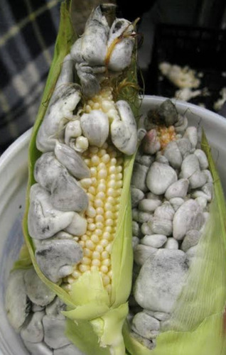 2 Gramos De Esporas De Hongo De Huitlacoche Organicas