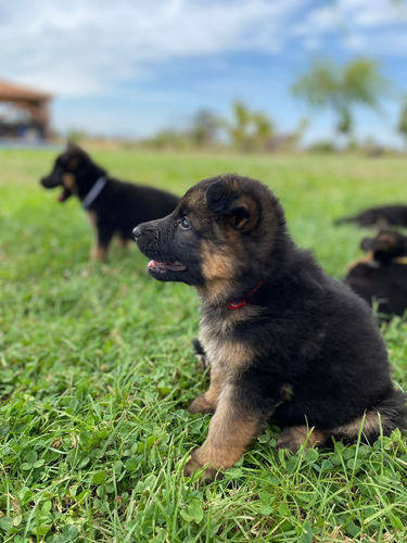 Cachorros Pastor Aleman Inscritos