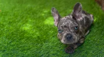 Comprar Bulldog Francés Blue Merle Macho 500