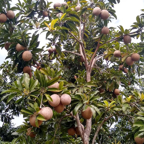 Chicozapote Dulce