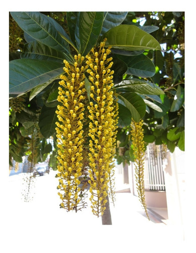 Muda De Lofantera Amarela - Fácil Plantio