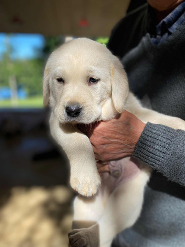 Cachorro Labrador Macho De Pelaje Corto