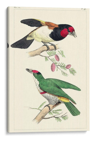 Canvas Lab Cuadro Lemaire Birds Iii 120x180, C.l. Lemaire