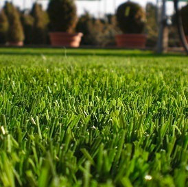 Semillas Césped 5 Kg Siempre Verde 4 Estaciones Premium