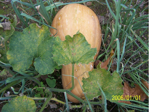 Mix De Semillas Orgánicas De Calabaza Y Zapallo Kabutia