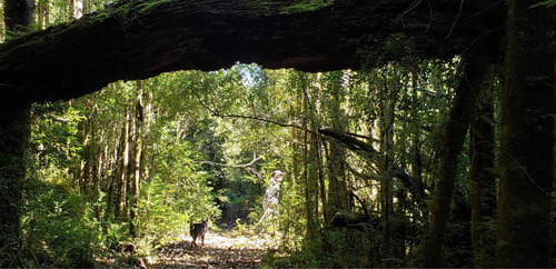 Imagen 15 de 23 de Venta De Parcela Parque Pudu, Puerto Varas Desde Uf.990