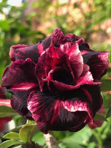 Adenium Color Drako