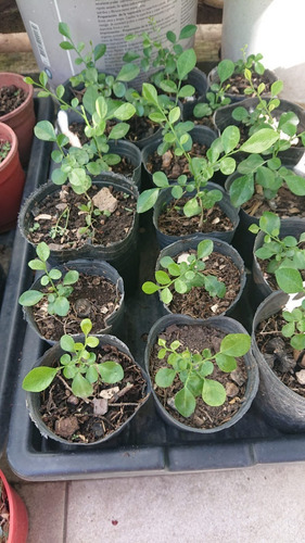 Plantin De Murraya Paniculata/azahar De La India