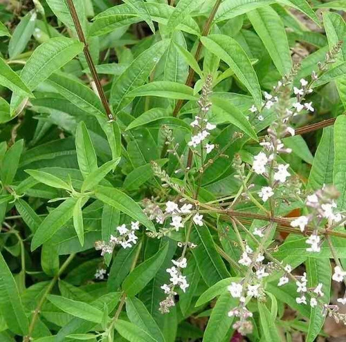 Planta De Cedrón ( Aloysia Citrodora)medicinal-ornamental