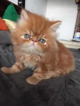 Comprar Gatos Persa Listos Para Entrega Hermosos Super Tiernos