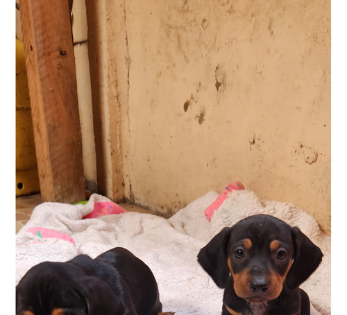 Perro Salchicha, Ciudad De La Serena