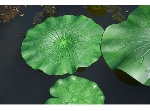 Imagen 5 de 10 de Plantas Flotantes Lotus 10cm